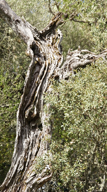 Drzewo oliwne
