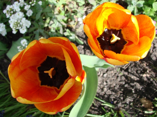 Tulipany.
