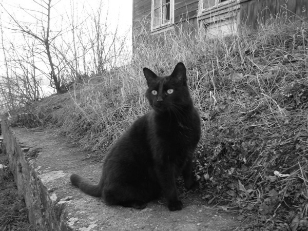 Czarny kot.
